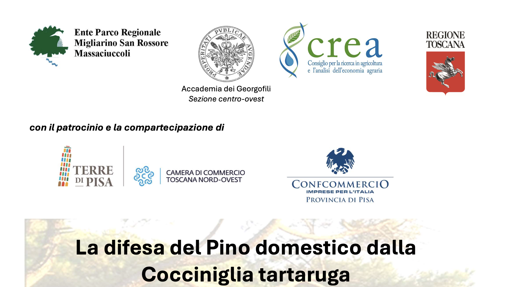 La difesa del Pino domestico dalla Cocciniglia tartaruga